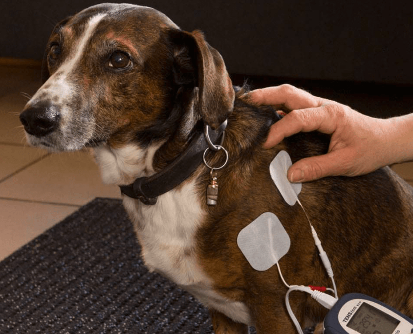 Hund in Physio Therapie Praxis Allershausen