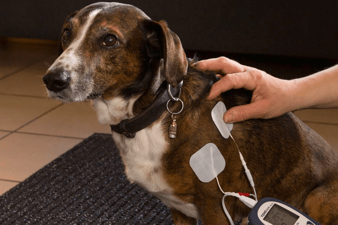 Hund in Physio Therapie Praxis Allershausen