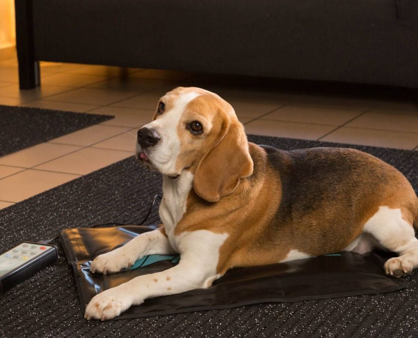 Hund mit Magnetfeldtherapie