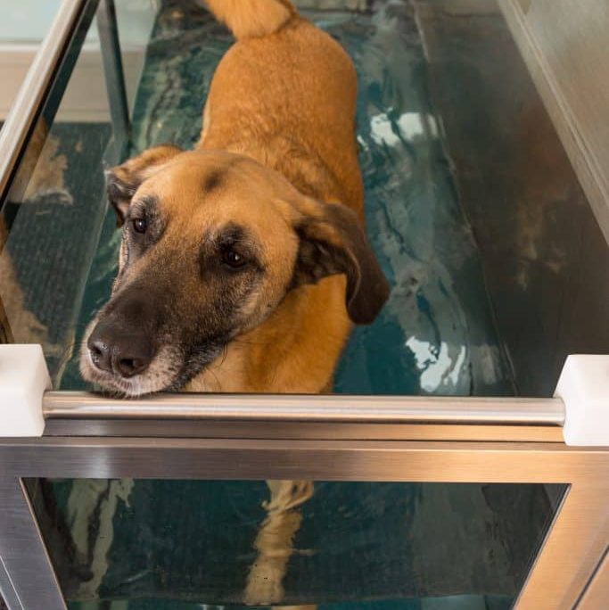 Hund im Wasserlaufband Hydrotherapie